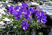 23 Fioriture della Viola di Duby (Viola dubyana) tra le rocce calcaree